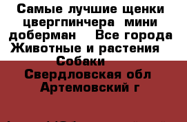 Самые лучшие щенки цвергпинчера (мини доберман) - Все города Животные и растения » Собаки   . Свердловская обл.,Артемовский г.